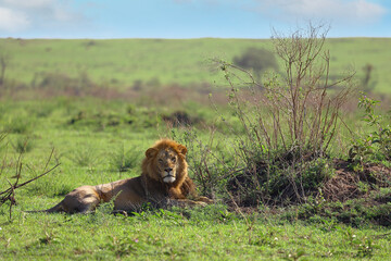 Male lion resting