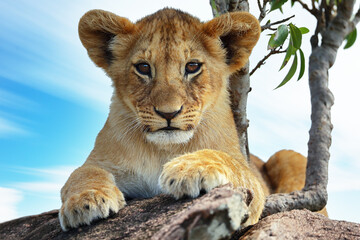 Lion cub on rock