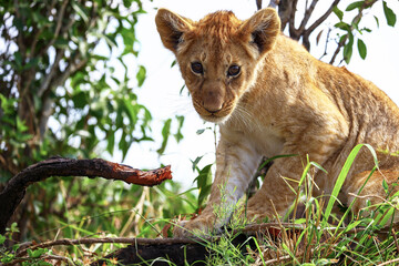 Lion cub playing with branch
