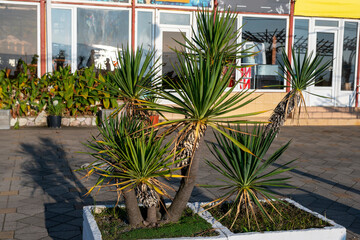 Fototapeta na wymiar Decorative palm trees in the pot on the square in front of the hotel.