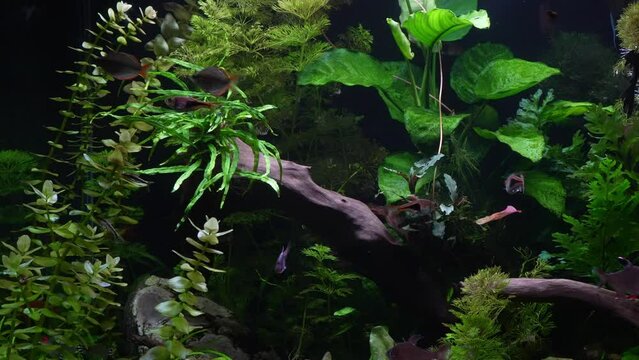 Freshwater aquarium With natural aquatic vegetation
