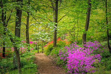 A beautiful spring trail in the U.S. National Arboretum, Washington, DC.