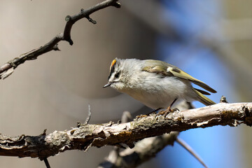 Kinglet small bird on a branch Toronto