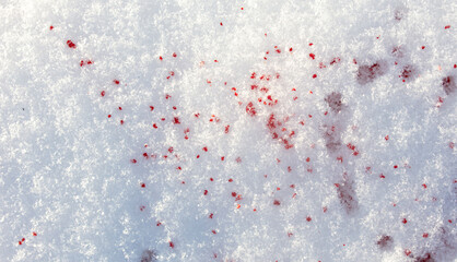 Red blood on the white snow in winter.