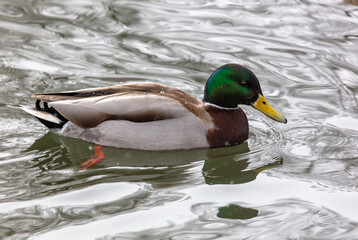 Fototapeta premium Duck swims in a pond
