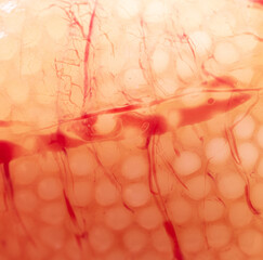 Close-up of fish caviar as a background.