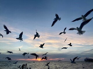 seagulls on the sea