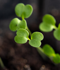 Small green sprouts of seedlings in the ground
