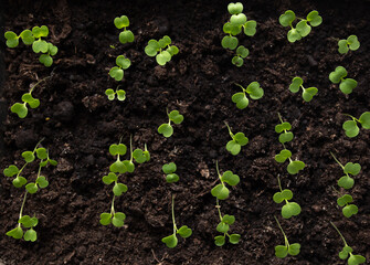 Small green sprouts of seedlings in the ground