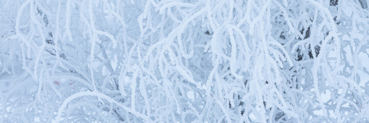 Snow and rime ice on the branches of bushes. Beautiful winter background with trees covered with hoarfrost. Plants in the park are covered with hoar frost. Cold snowy weather. Cool frosting texture.