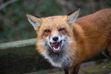 Red Fox on the Mount Vernon Trail at Roosevelt Island