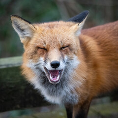 You Silly Human - Red Fox on the Mount Vernon Trail at Roosevelt Island