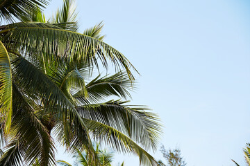 Fototapeta na wymiar palm tree in the sky