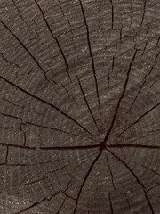 Stump of tree felled - section of the trunk with annual rings. Slice wood. Detailed brown a felled tree trunk or stump. Rough organic texture of tree rings with close up of end grain and small holes.