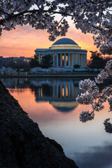 Jefferson Memorial and Cherry Blossoms at Sunrise