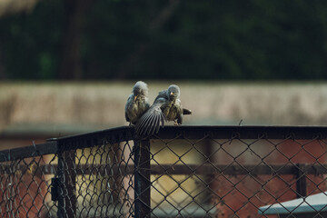 bird on a fence