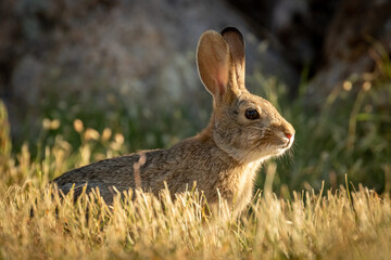 Rabbit portrait