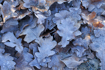 Oak Leaves with frost