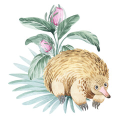 Australian echidna with plants. Watercolor illustration of Australian cartoon birds. Australian children's illustrations.