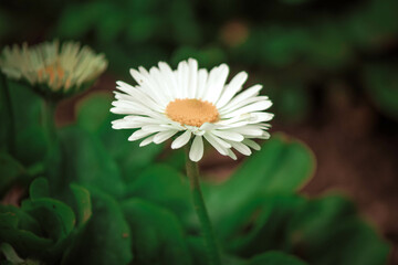 white daisy flower