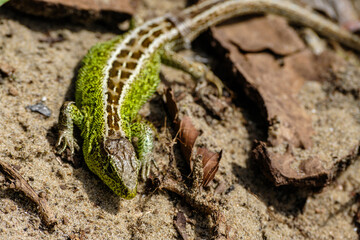 Amsterdamse Waterleidingduinen