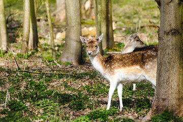 Damherten || Fallow deer