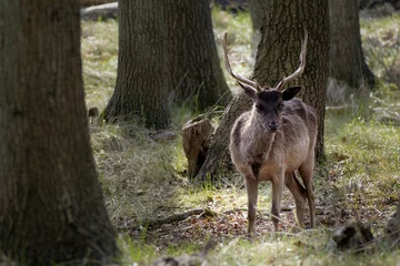 Stoff pro Meter Damherten    Fallow deer © Holland-PhotostockNL