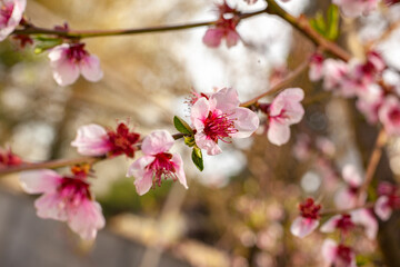 Fototapeta na wymiar Peach blossoms in spring