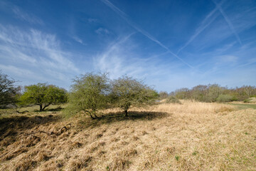 Amsterdamse Waterleidingduinen