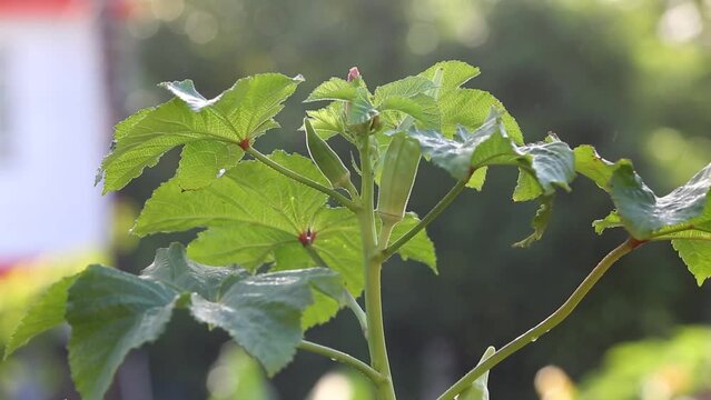 Okra or Okro Abelmoschus esculentus, known in many English-speaking countries as ladies' fingers or ochro, is a flowering plant in the mallow family.
