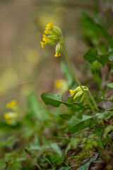 A cowslip (Primula veris) close-up photography