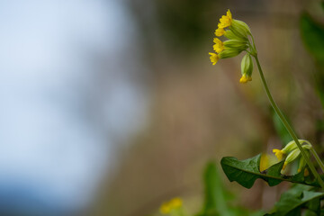 A cowslip (Primula veris) close-up photography