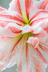 Beautiful red striped Barbados lily