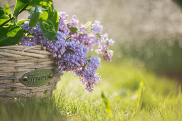 Card. Purple lilac branch in a vintage basket with the words flowers in the rain. Raindrops form a...