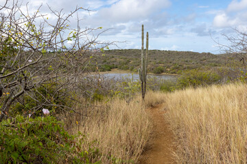 Walking a small, dusty path with view to the Jan Thiel lagoon on the Caribbean island Curacao