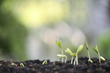 Small young green pumpkin growing