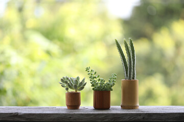 Mini cactus in small brown wooden plant pot lining up