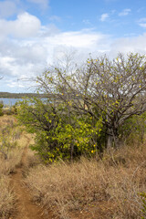Walking a small, dusty path with view to the Jan Thiel lagoon on the Caribbean island Curacao