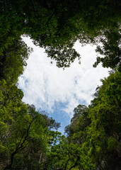 Obraz premium Heart shape of the plant tree from below