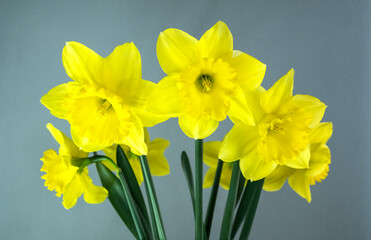 Narcissus - seven flowers yellow daffodils spring flowers close-up isolated on gray background. Delicate bouquet of daffodils isolated on a gray background.