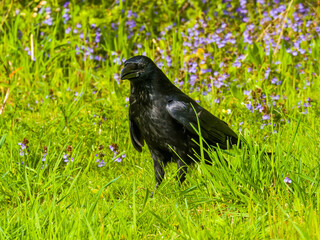 Black raven standing in green grass in the meadow