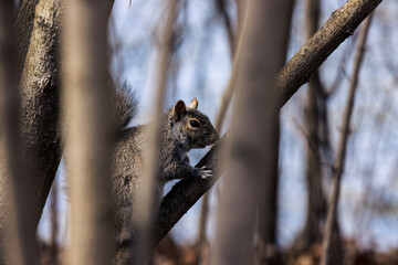 squirrel in the tree - 498764225