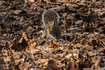 Squirrel on the ground - 498764235
