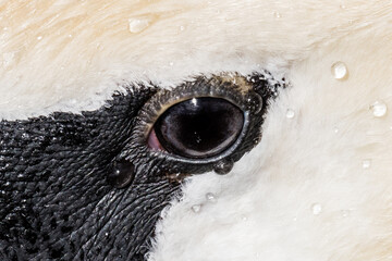 Close up of Swan Eye - 498764242