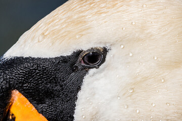 Close up of Swan Eye - 498764246