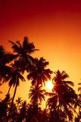 Fototapeta na wymiar Tropical coconut palm trees silhouettes on ocean beach at sunset with shining sun