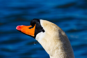Close Up of Swan Head - 498764266