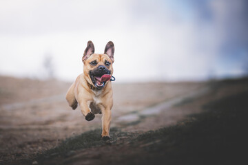 Dog with tongue out running