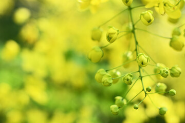Energetic yellow color of Golden shower flower in soft morning light spring background.