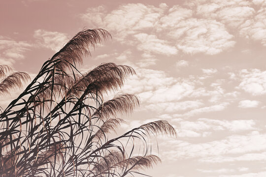 Gently wind grass flowers in aesthetic nature of cloudy morning sky background. Quiet and calm image in spring and summer mood atmosphere, copy space.